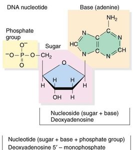 DNA nucleotide structure