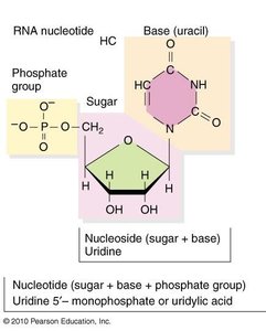 RNA nucleotide structure
