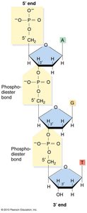 Polynucleotide chain showing phosphodiester bonds and polarity
