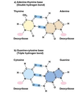 Base pairing: A-T and G-C hydrogen bonds