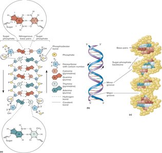 Diagram of DNA double helix structure