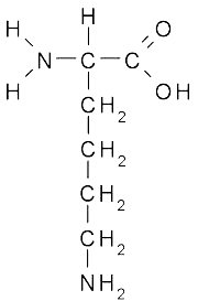 General structure of an amino acid