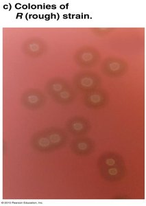 Colonies of R (rough) strain