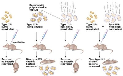 Diagram of Griffith's transformation experiment with mice and S/R strains