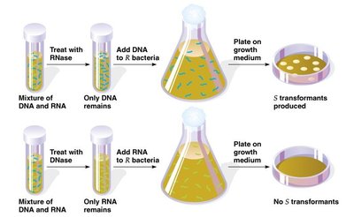 Avery, MacLeod, and McCarty's experiment showing DNA is the transforming agent
