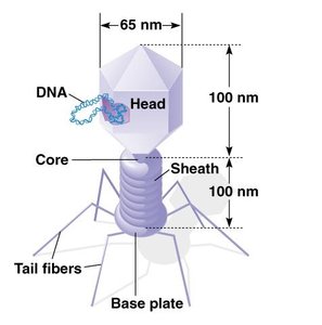 Diagram of a bacteriophage structure