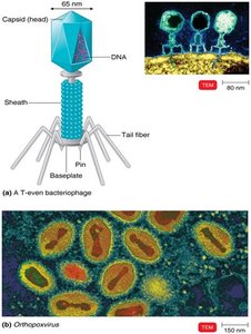 Complex virus structure (bacteriophage)