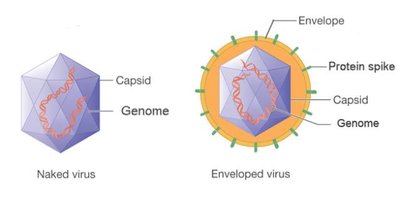 Comparison of naked and enveloped virus structure