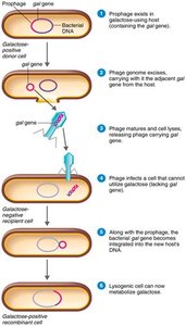 Lysogenic cycle of bacteriophage lambda