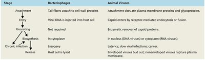 Comparison of bacteriophage and animal virus replication