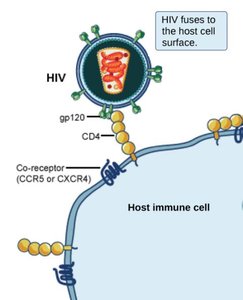 HIV virus attaching to host immune cell via specific receptors