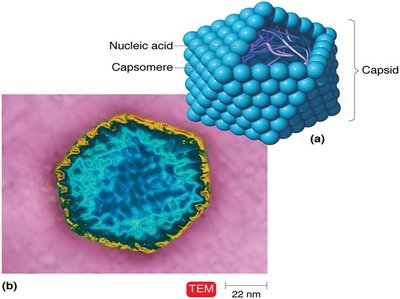 Polyhedral virus structure