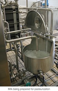Milk being prepared for pasteurization