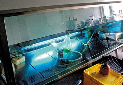 UV light box in biosafety cabinet