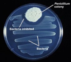 Penicillium inhibiting bacterial growth (discovery of penicillin)