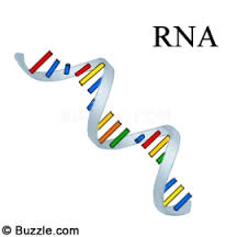 Three-domain system: Eukarya, Bacteria, Archaea
