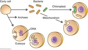 Endosymbiotic theory: origin of mitochondria and chloroplasts