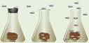 Redi's experiment disproving spontaneous generation