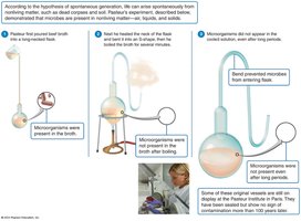 Diagram of Pasteur's swan-neck flask experiment