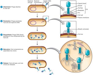 Lytic cycle of a T-even bacteriophage