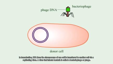 Generalized transduction