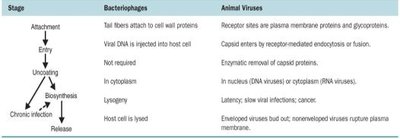 Bacteriophage and animal viral multiplication compared