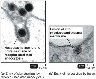 Entry of viruses into host cells