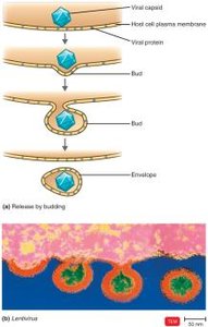 Budding of an enveloped virus