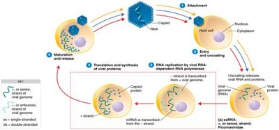 Pathways of multiplication used by various RNA-containing viruses