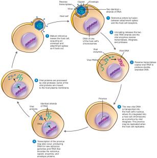 Multiplication and inheritance processes of the Retroviridae