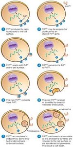 How a protein can be infectious