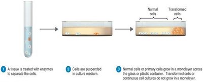 Cell cultures for growing animal viruses