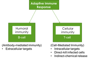 Diagram of humoral and cellular immunity