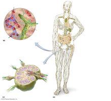Diagram of the lymphatic system