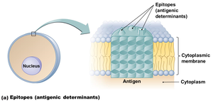 Diagram of antigen and epitopes