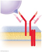 Diagram of B cell receptor structure