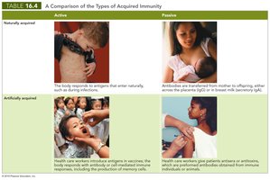 Table comparing types of acquired immunity