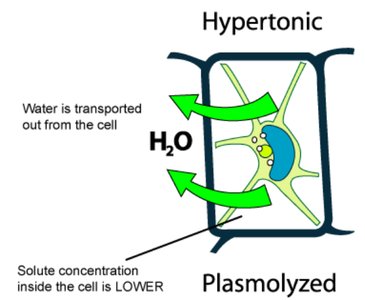 Diagram of plasmolysis in a hypertonic environment
