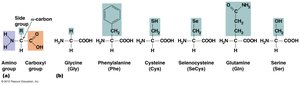 Amino acid structure