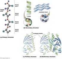 Levels of protein structure