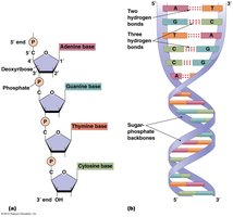 General nucleic acid structure