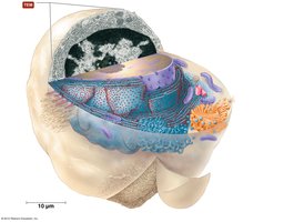 Typical eukaryotic cell and important cellular components