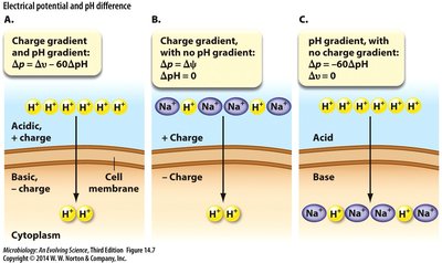 Electrical potential and pH difference across membrane
