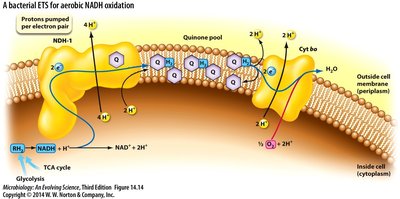 Aerobic bacterial ETS for NADH oxidation