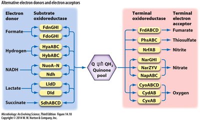 Alternative electron donors and acceptors table
