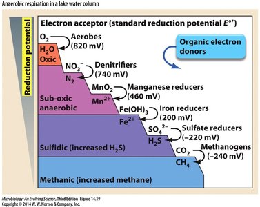 Anaerobic respiration in lake water column