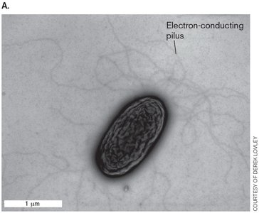 Electron-conducting pilus in bacteria