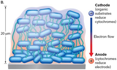 Biofilm electron flow from anode to cathode