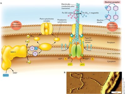 Extracellular cytochromes, shuttles, and cell extensions