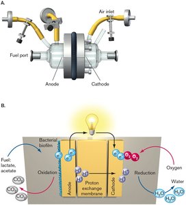 Bacterial fuel cell diagram